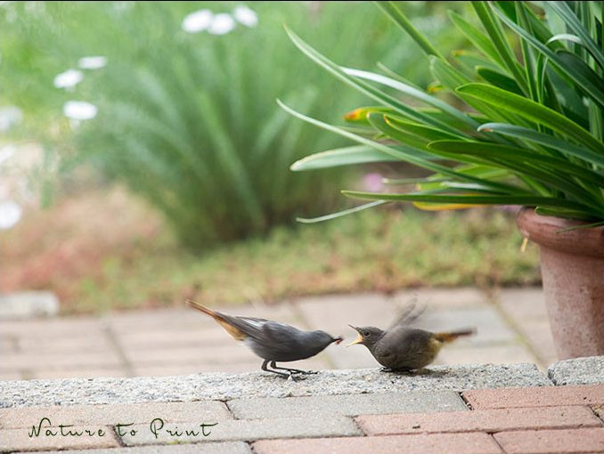 So gestalten Sie Ihren Garten vogelfreundlich. 11 Praxistipps für gärtnernde Vogelfreunde. So gestalten Sie Ihren Garten vogelfreundlich. 11 Praxistipps für gärtnernde Vogelfreunde.