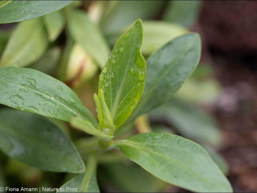 Frischer Austrieb einer Spornblume