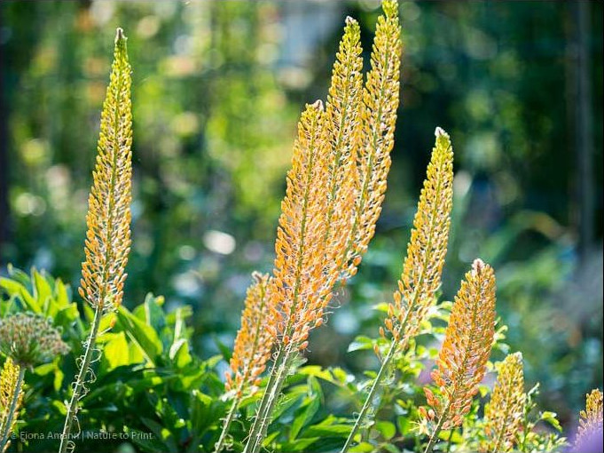 Beginnende Blüte der Eremurus Steppenkerze oder Lilienschweif