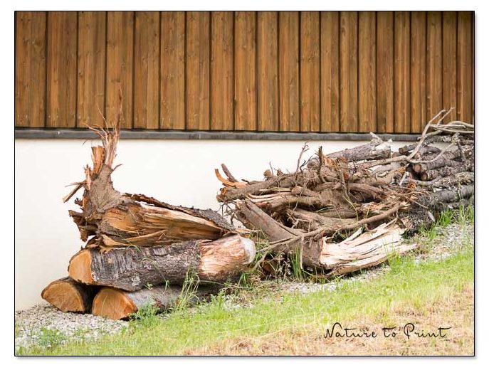 Rotkehlchen, Zaunkönig, Amseln und Bachstelzen brüten gerne in Totholzecken. So erfüllt mein Freund, der alte Kirschbaum, nach seinem traurigen Ende doch noch einen guten Zweck. Rotkehlchen, Zaunkönig, Amseln und Bachstelzen brüten gerne in Totholzhecken