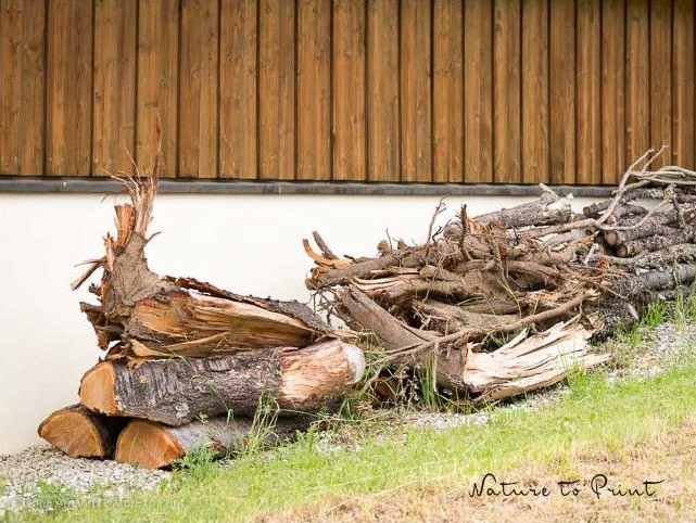 Rotkehlchen, Zaunkönig, Amseln und Bachstelzen brüten gerne in Totholzecken. So erfüllt mein Freund, der alte Kirschbaum, nach seinem traurigen Ende doch noch einen guten Zweck. Rotkehlchen, Zaunkönig, Amseln und Bachstelzen brüten gerne in Totholzhecken