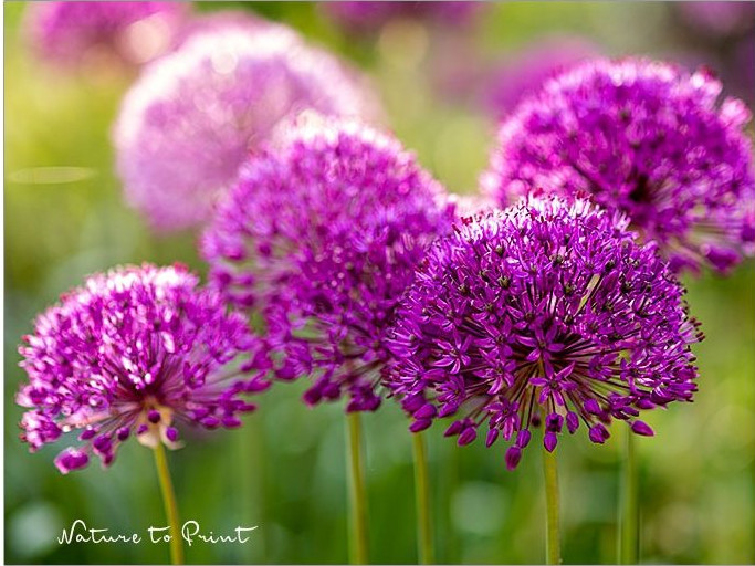 Blumenbild auf Leinwand: Des Zierlauchs Familienglück