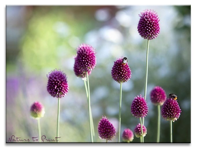 Paukenschläger-Allium lockt Bienen, Hummeln und Schmetterlinge an Paukenschläger-Allium lockt Bienen und Hummeln an