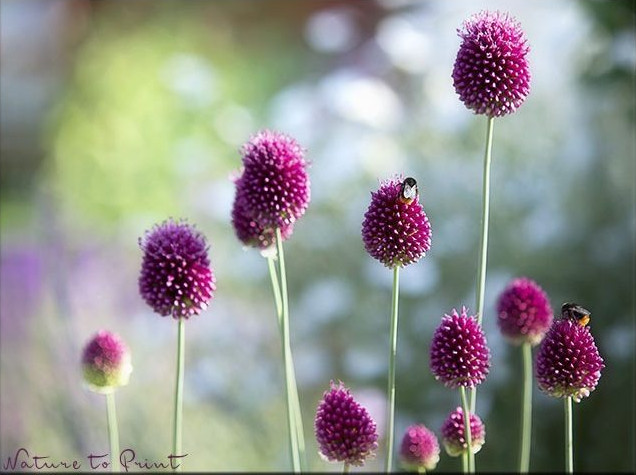 Paukenschläger-Allium lockt Bienen, Hummeln und Schmetterlinge an Paukenschläger-Allium lockt Bienen und Hummeln an