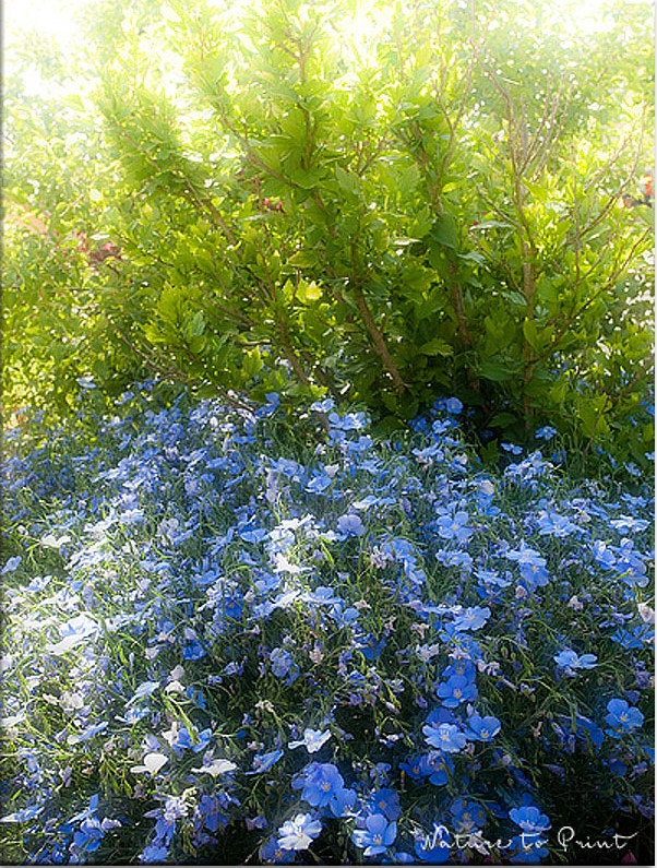 Aus einem Sommerblumen-Sämling wird Blauer Lein an der Treppe zum Gartenparadies Aus einem Sommerblumen-Sämling wird Blauer Lein an der Treppe zum Gartenparadies