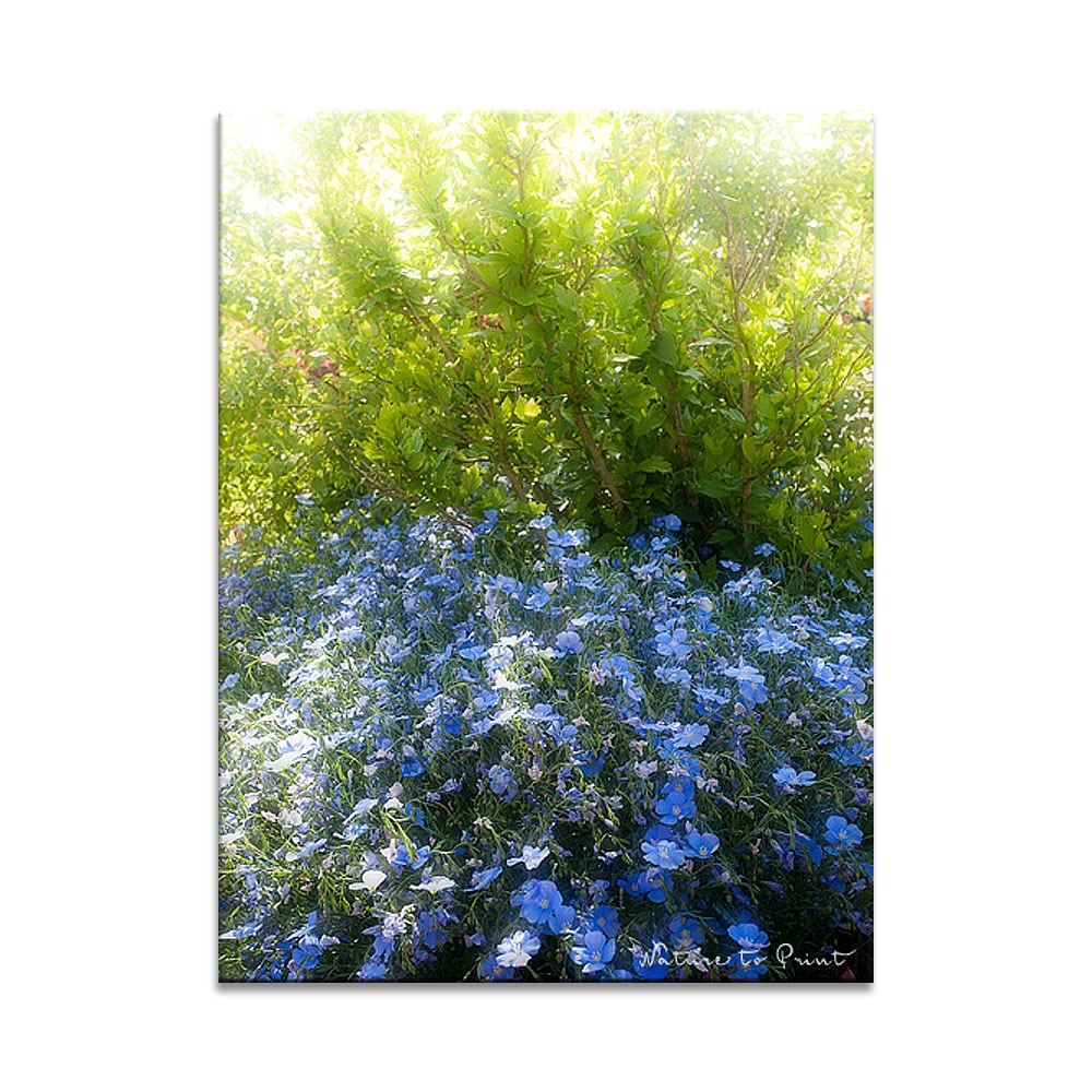 Aus einem Sommerblumen-Sämling wird Blauer Lein an der Treppe zum Gartenparadies