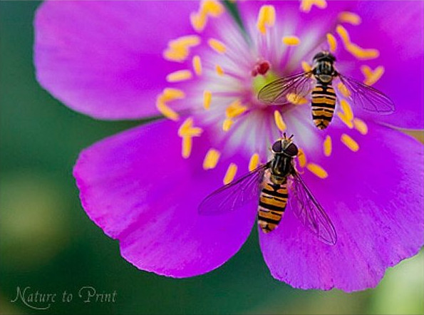 Cianthe Pretty Pink lockt Schwebfliegen in Scharen an. Gut für hungrige Vögel. Cianthe Pretty Pink lockt Schwebfliegen in Scharen an. Gut für hungrige Vögel