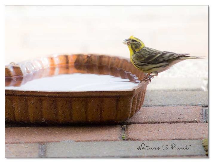 Herr Girlitz an der Vogeltränke ist sogar beringt. Herr Girlitz an der Vogeltränke