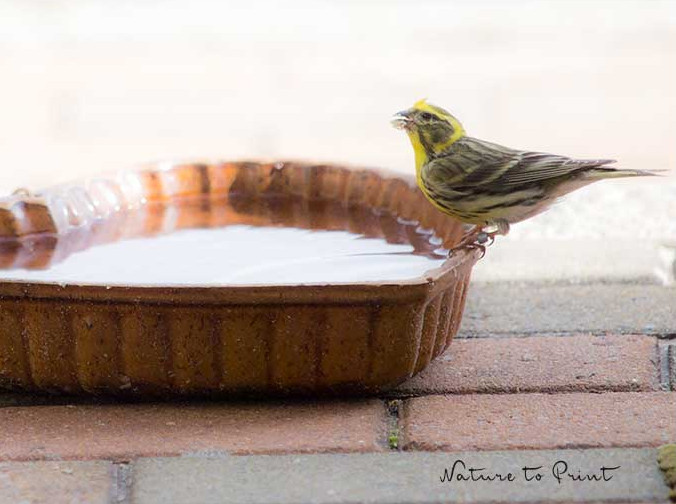 Herr Girlitz an der Vogeltränke ist sogar beringt. Herr Girlitz an der Vogeltränke