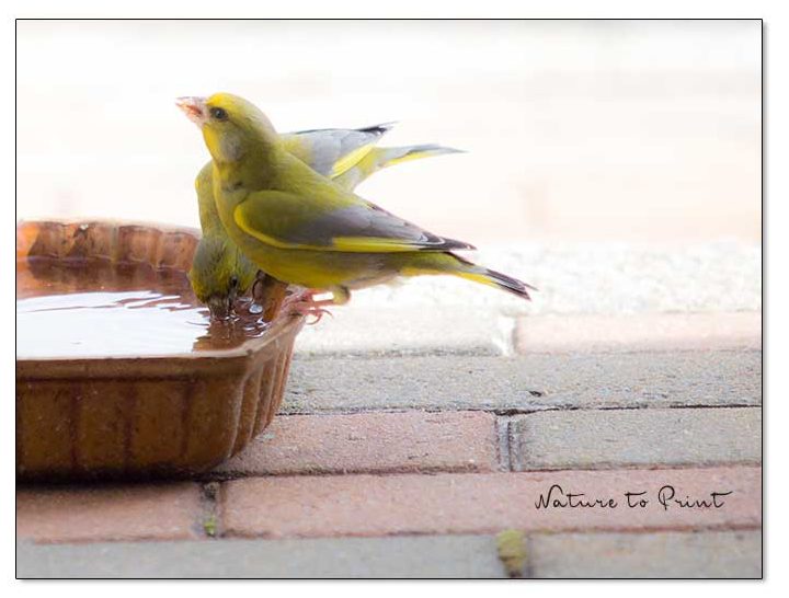 Grünfinken am Vogelbad, einer alten Keramik-Backform Grünfinken am Vogelbad, eine alte Backform aus Keramik