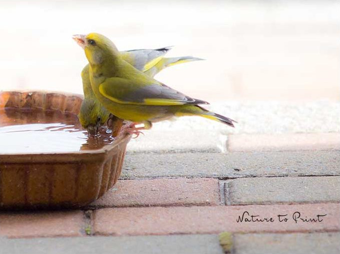 Grünfinken am Vogelbad, einer alten Keramik-Backform Grünfinken am Vogelbad, eine alte Backform aus Keramik