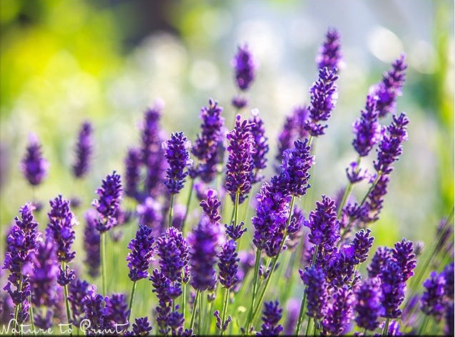 Lavendel ist eine heiß begehrte Bienenweide, nicht nur in einem vogelfreundlichen Garten Lavendel ist eine heß begehrte Bienenweide
