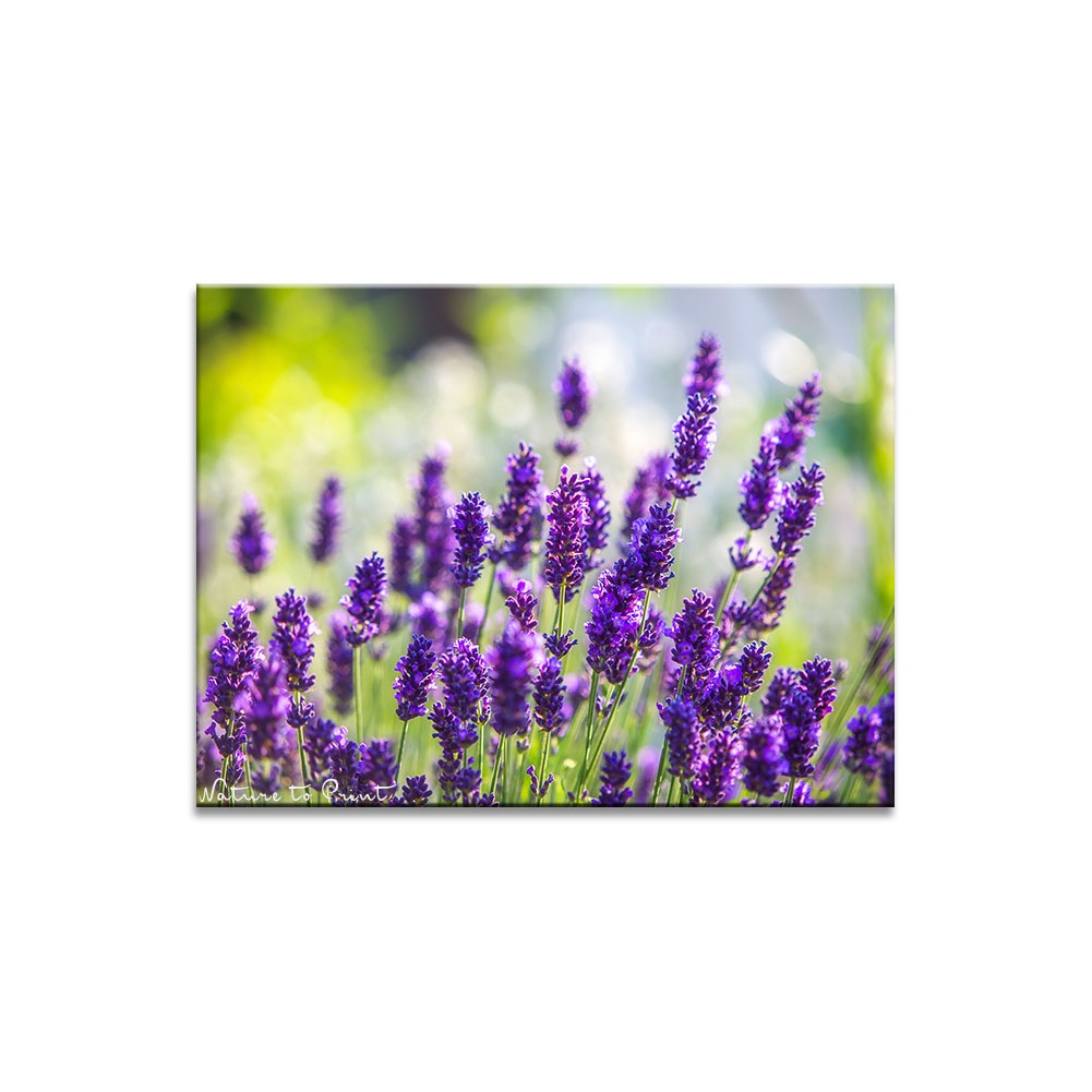 Lavendel ist eine heß begehrte Bienenweide