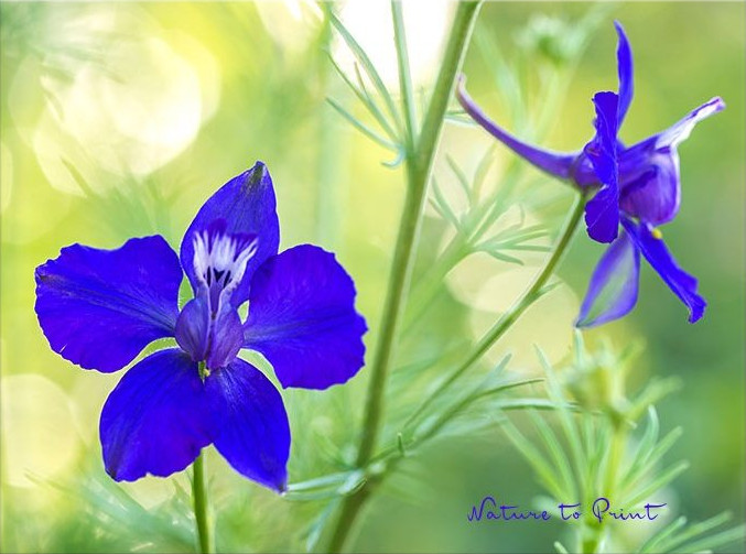 Blumenbild Einjähriger Rittersporn, Mein blauer Freund und Gartenheld Blumenbild auf Leinwand Einjähriger Rittersporn