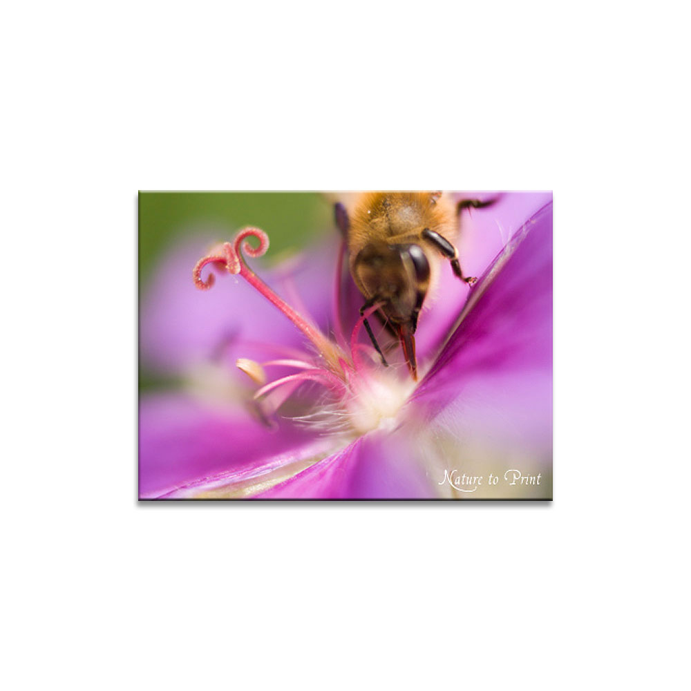 Pracht-Storchschnabel, Rosenbegleiter und Bienenpflanze | Pracht-Storchschnabel. Eine vielseitige, robuste und attraktive Bienenpflanze. Tipps zum Pflanzen, Teilen, Pflege und Verwendung im Garten