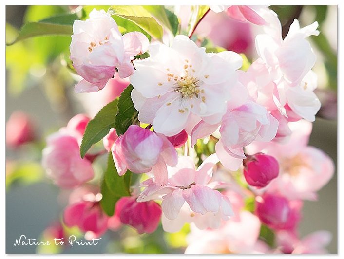 Zierapfelblüten für die Bienen - und für uns Menschen. Blumenbild auf Leinwand: Zierapfelblüten für die Bienen