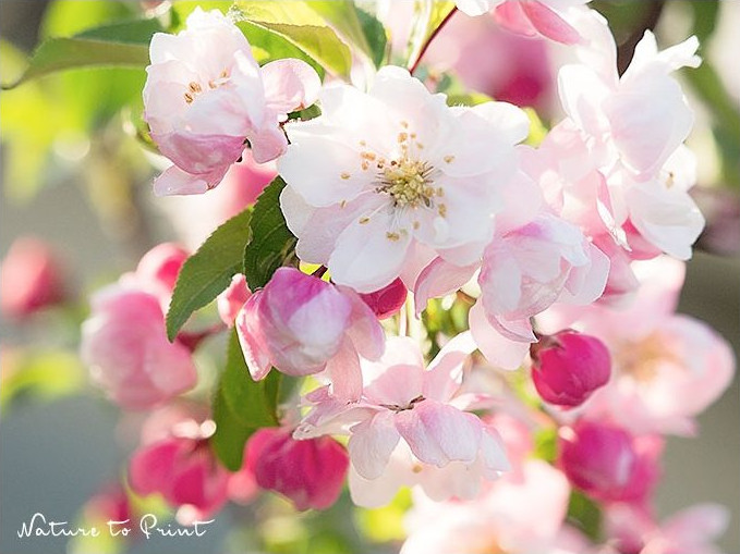 Zierapfelblüten für die Bienen - und für uns Menschen. Blumenbild auf Leinwand: Zierapfelblüten für die Bienen