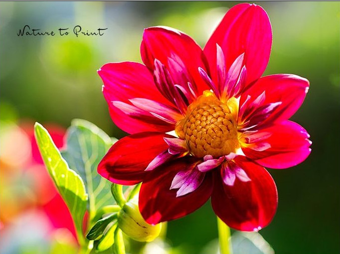 Kleine Dahlien, große Wirkung und pflegeleichte Dauerblüher