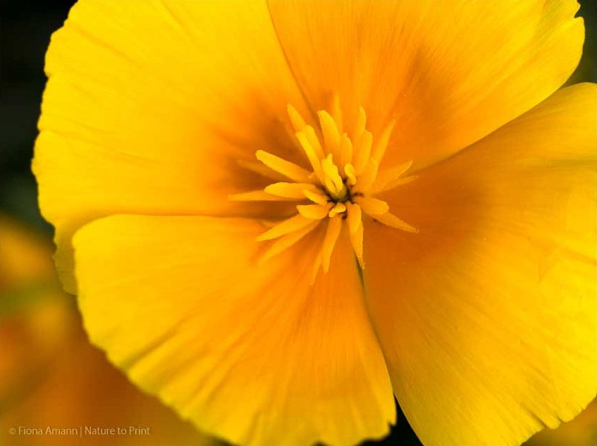 Kalifornischer Goldmohn zieht Blicke und Insekten an