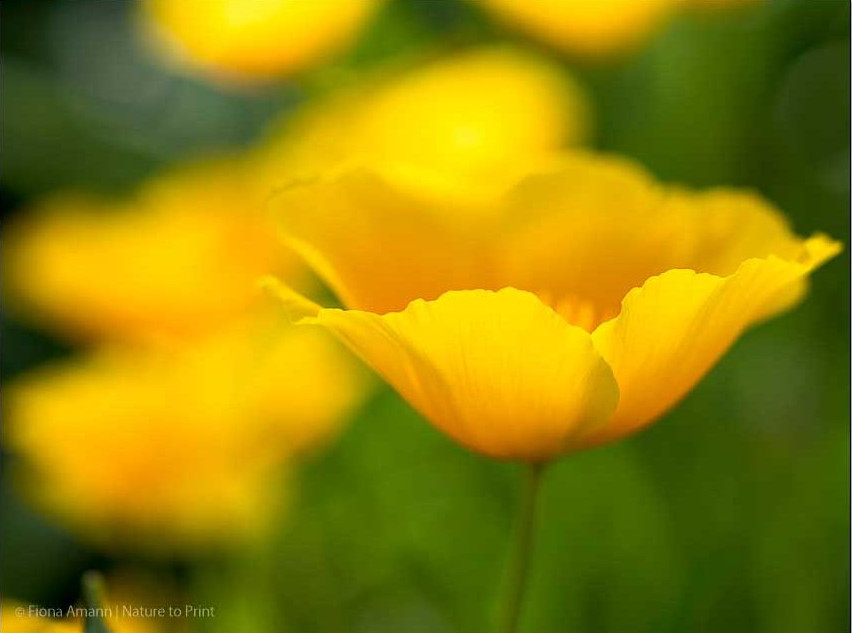 Kalifornischer Goldmohn. Gelbe Blüte öffnet sich nur bei Sonnenschein.