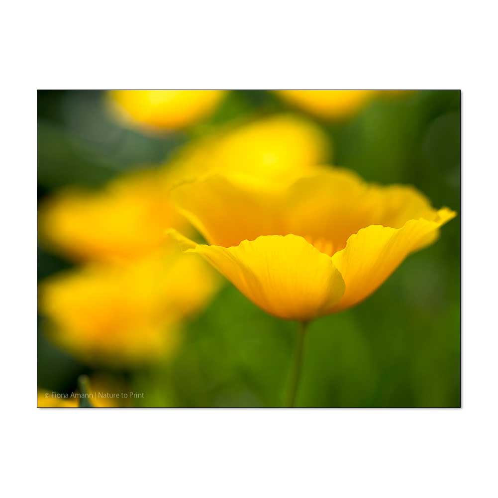 Kalifornischer Goldmohn. Gelbe Blüte öffnet sich nur bei Sonnenschein.
