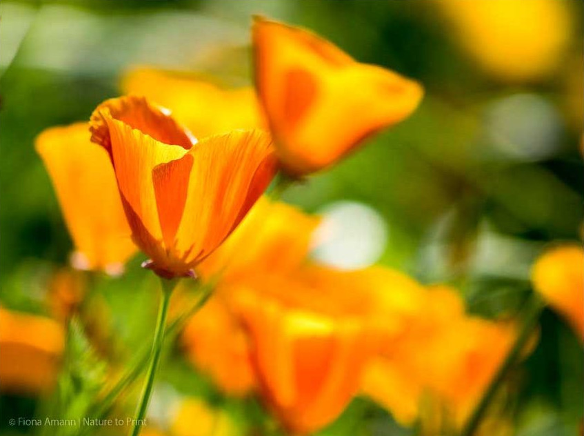 Mohn nach der Blüte | Kalifornischer Goldmohn in Franken. Ein Blütenmeer am Sonnenhang.