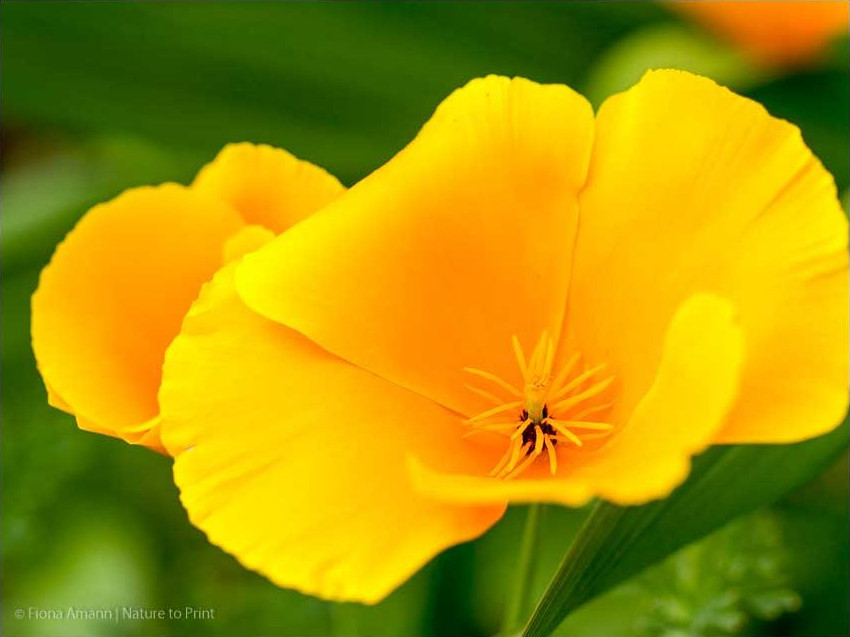 Kalifornischer Goldmohn. Gelbe Blüte öffnet sich nur bei Sonnenschein.