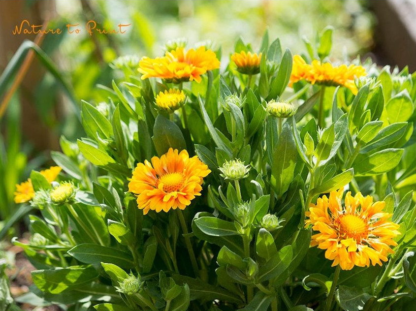 Kleine Kokardenblumen sind pflegeleichte Dauerblüher