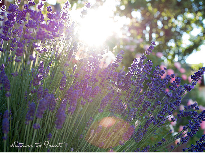 Lavendel liebt Hitze und Trockenheit und blüht wochenlang am Sonnenhang