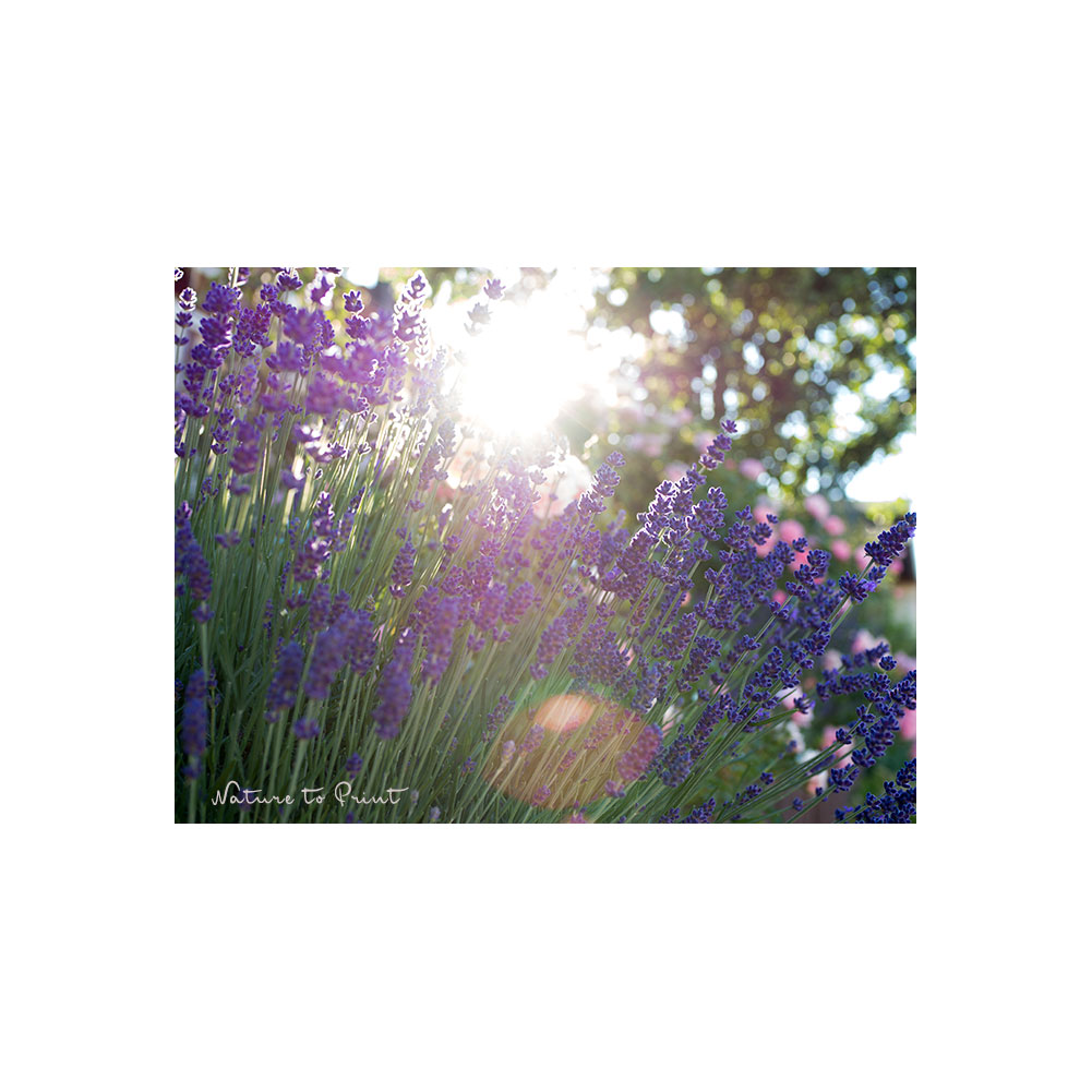 Lavendel liebt Hitze und Trockenheit und blüht wochenlang am Sonnenhang