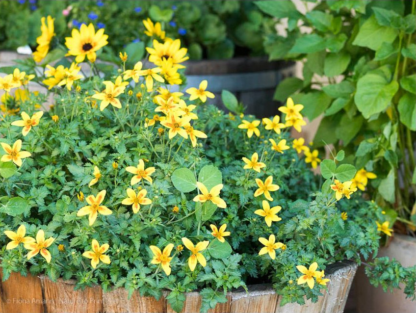 Dauerblüher Super-Sonnenblume und Goldmarie / Bidens im Pflanzkübel