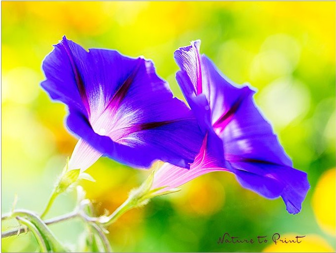 Trichterwinden wachsen und klettern schnell und blühen bis zum Frost