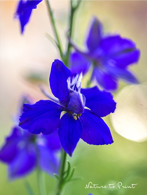 Einjähriger Rittersporn mit zarten Blüten im Morgenlicht