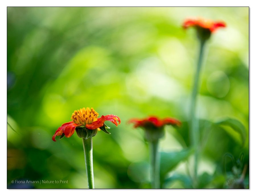 Blumenbild Mexikanische Sonnenblume