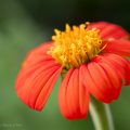 Mexikanische Sonnenblume, Tithonia rotundifolia, Rundblättrige Tithonia