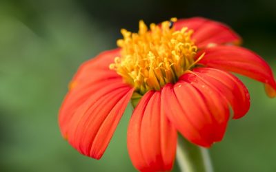 Mexikanische Sonnenblume bringt Feuer ins Blumenbeet.
