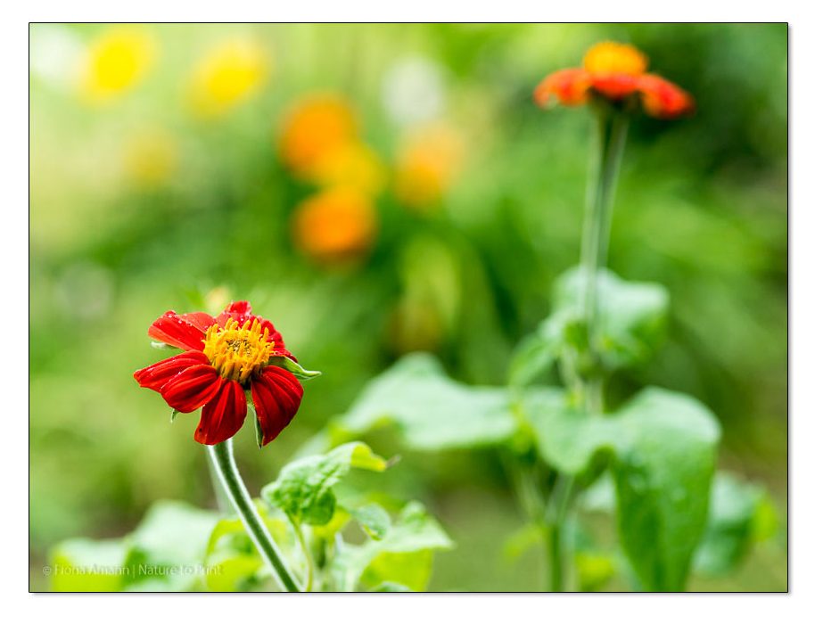 Mexikanische Sonnenblume Tithonia rotundifolia im Blumengarten