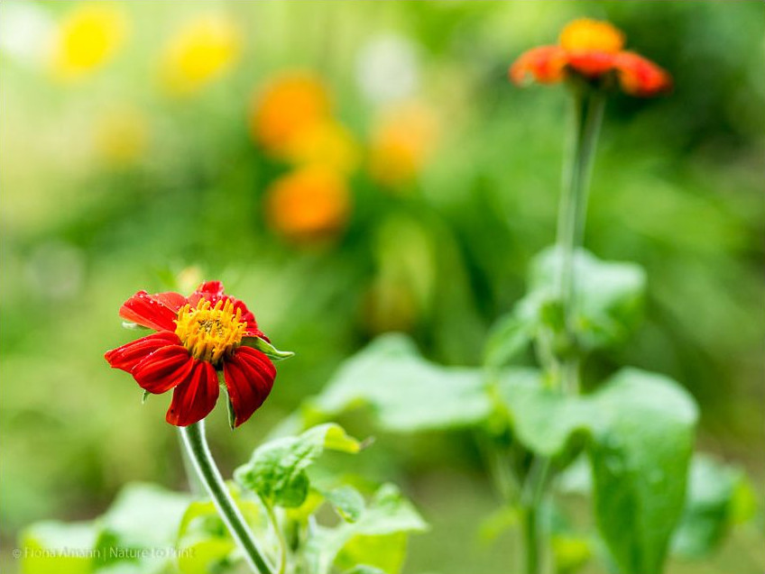 Mexikanische Sonnenblume, Rundblättrige Tithonia im Blumengarten Mexikanische Sonnenblume Tithonia rotundifolia im Blumengarten