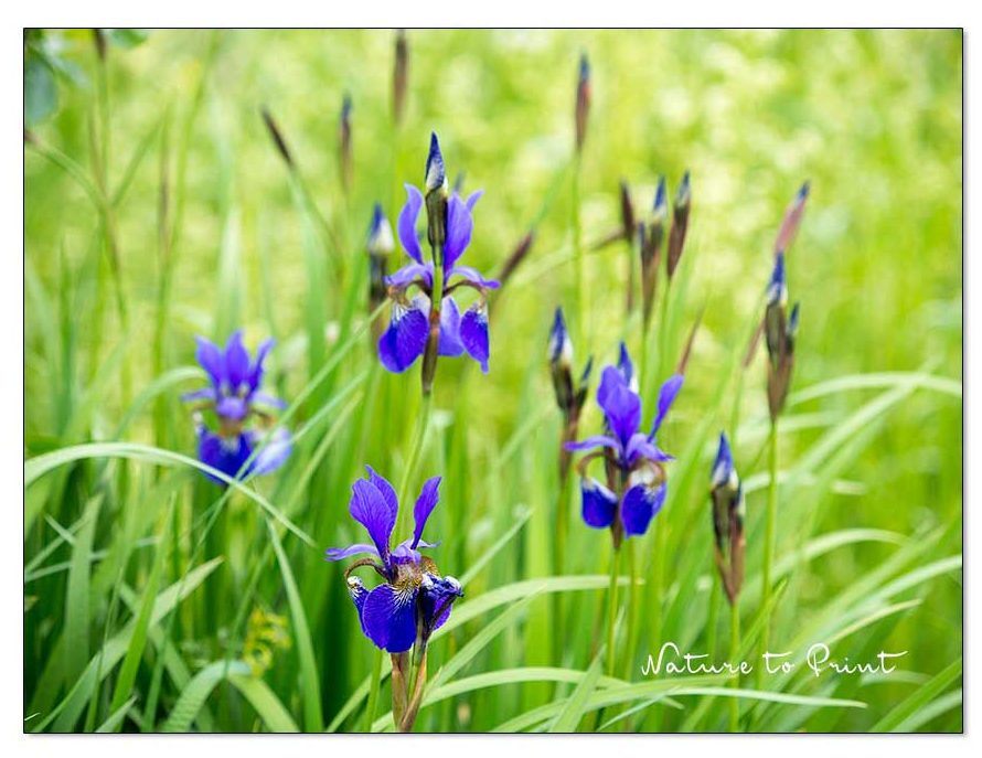 Blühende Wieseniris im naturnahen Garten. Iris sibirica wächst so einfach wie Gras und ist eine Idealbesetzung im pflegeleichten, und damit auch seniorengerechten Garten. Blühende Wieseniris im naturnahen Garten