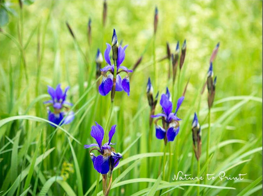 Blühende Wieseniris im naturnahen Garten