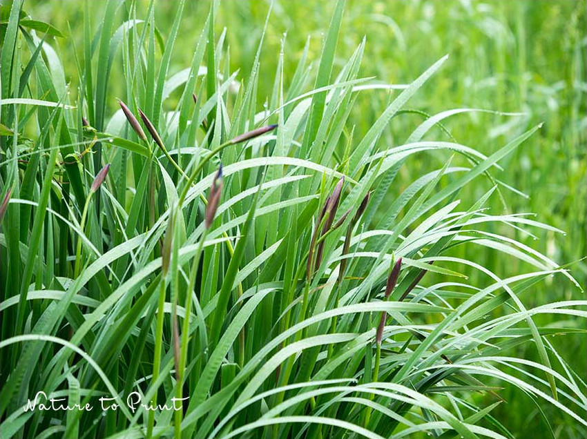 Horst einer Wieseniris mit frisch austreibenden Knospen