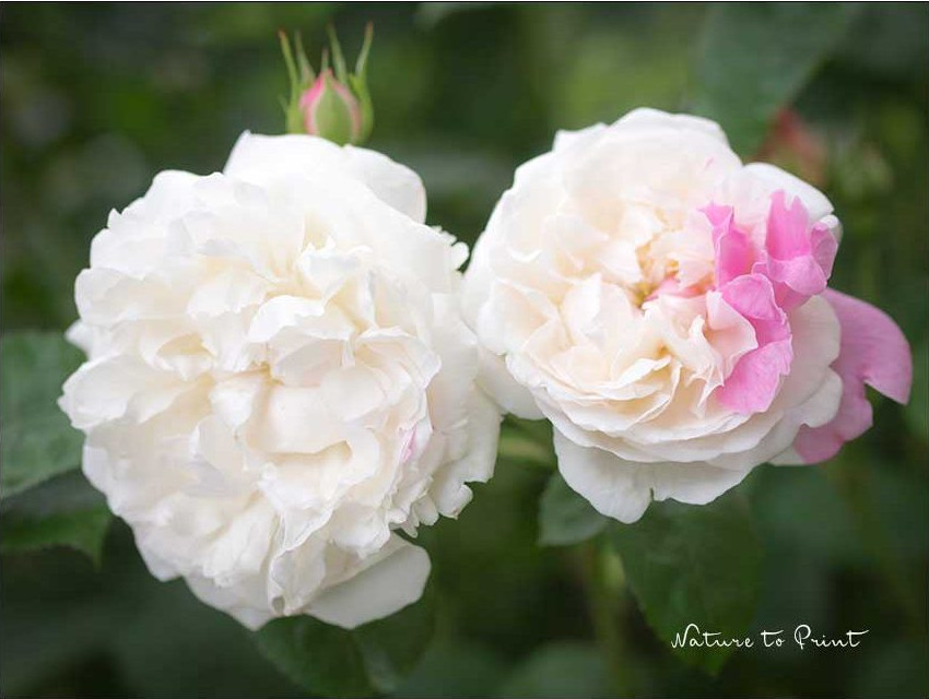 Englische Rose Winchester Chathedral trägt und zeigt gelegentlich Gene ihrer Schwester Mary Rose Englische Rose Winchester Chathedral mit rosa Spot von Mary