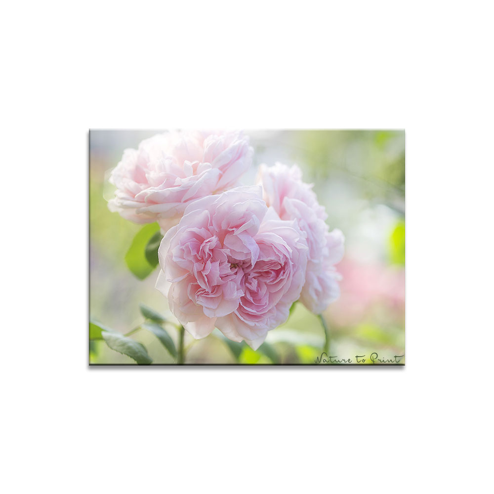 Englische Rose mit sehr zarten Blüten Eglantyne
