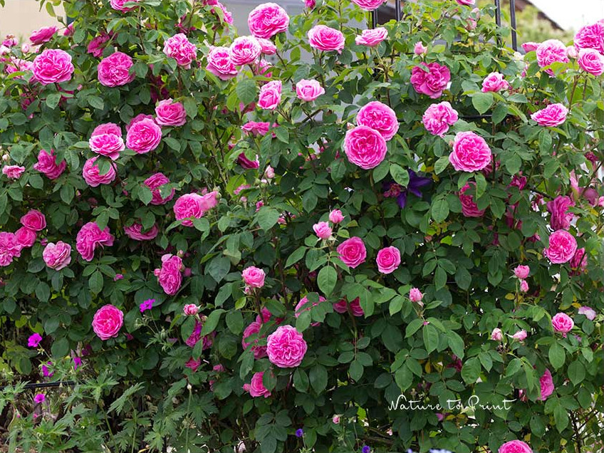 Englische Rose Gertrude Jekyll im Garten von Nature to Print