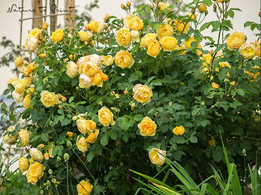 Graham Thomas ist ein Klassiker unter den Rosen von David Austin