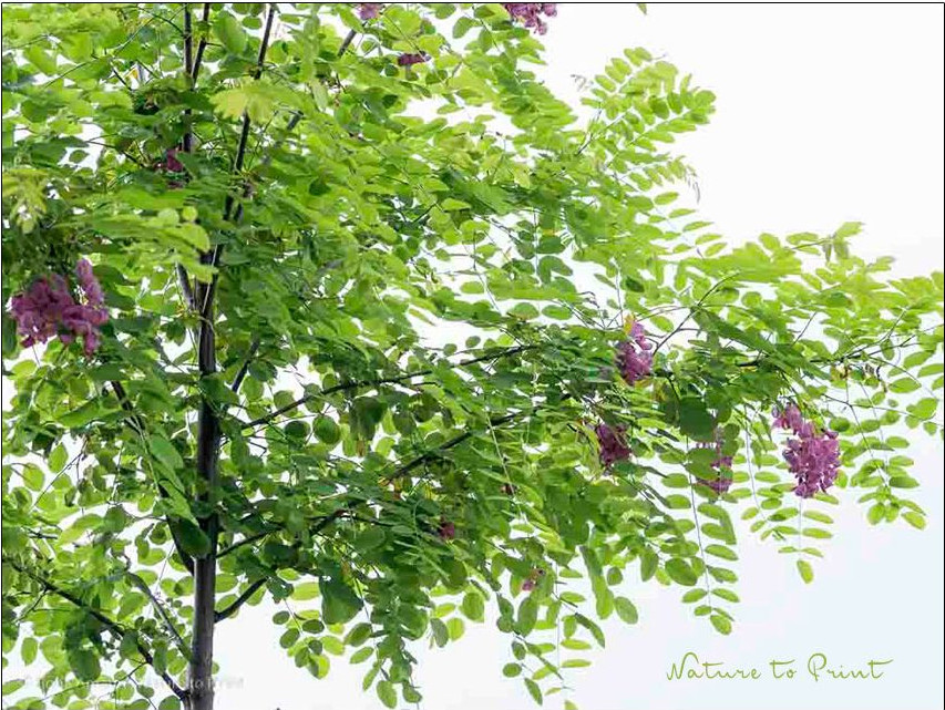 Robinie Casque Rouge, Insektenmagnet Rosa Scheinakazie bezaubert alle