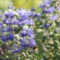 Die Bartblume, blaue Blüten für sonnige, trockene und warme Standorte 4 Die Bartblume. Blauer Herbstblüher für sonnige, trockene Standorte.