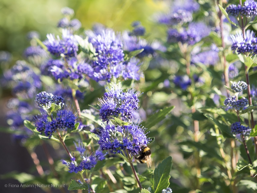 Die Bartblume, blaue Blüten für sonnige, trockene und warme Standorte