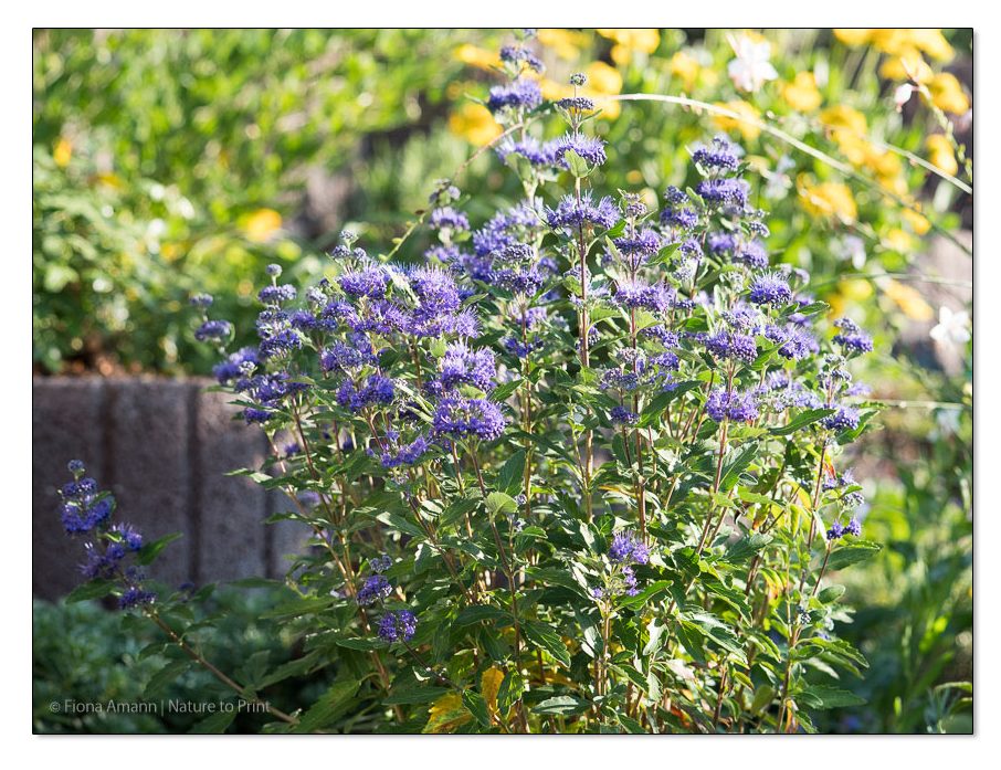 Die Bartblume, blaue Blüten für sonnige, trockene und warme Standorte Die Bartblume, blaue Blüten für sonnige, trockene und warme Standorte
