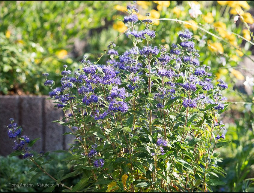 Die Bartblume, blaue Blüten für sonnige, trockene und warme Standorte